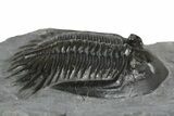 Mrakibina Trilobite - Mrakib, Morocco #353034-1